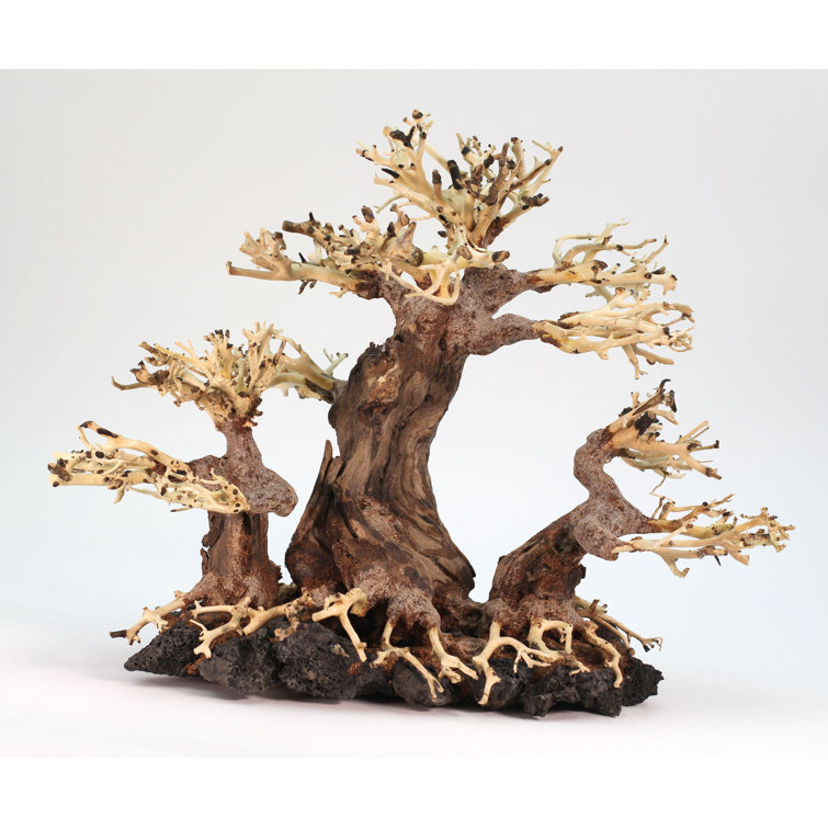 Millwood Pines Decorative Table Centerpiece Real Bonsai Tree For